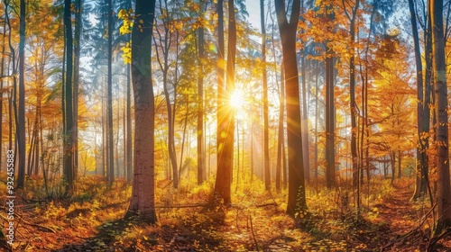 Beautiful forest panorama with bright sun shining through the trees , ai