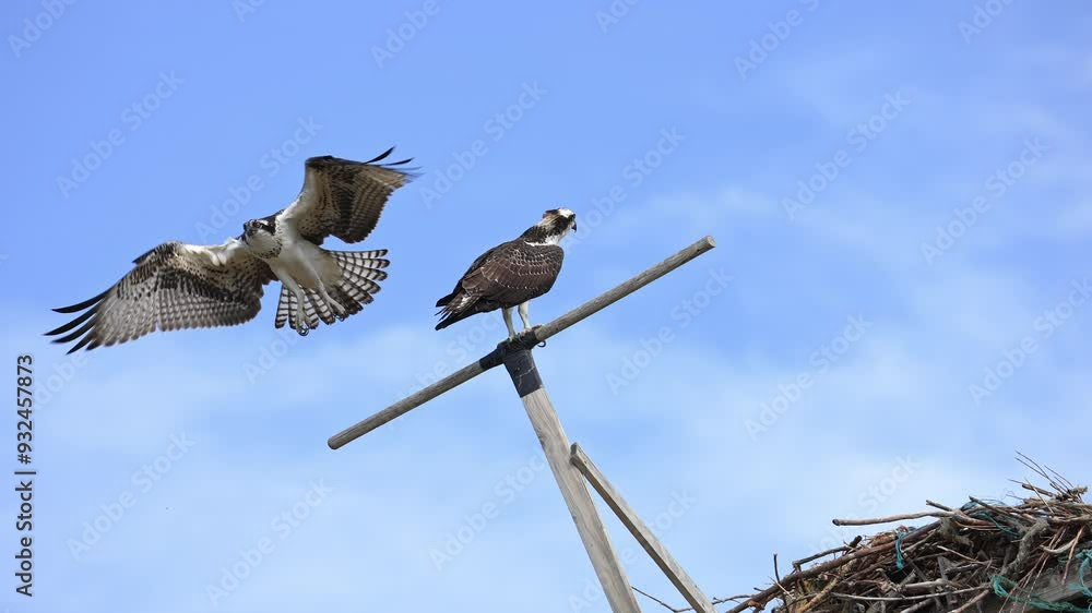 Osprey flying in to land then moving past the nest in slow motion. Osprey flying in to land then moving past the nest in slow motion.