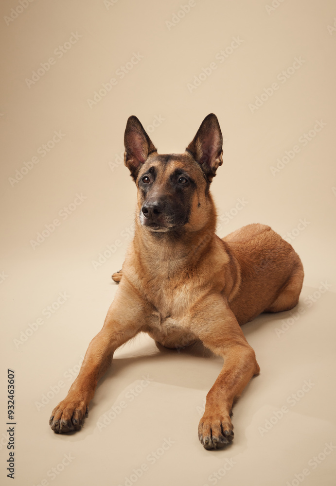 Belgian Malinois lying down in studio, gazing alertly. The dog poised stance and intense gaze capture its attentive and protective nature Belgian Malinois lying down in studio, gazing alertly. The dog poised stance and intense gaze capture its attentive and protective nature