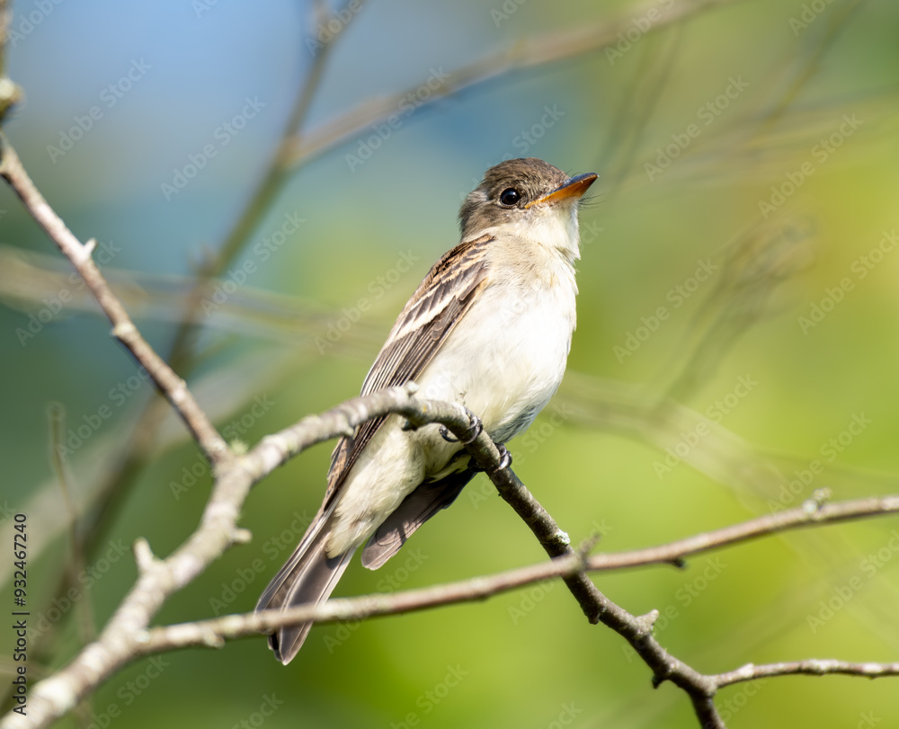 Bird on a branch Bird on a branch