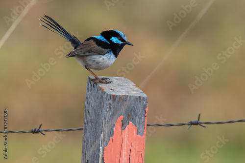 Male Superb Fairy Wren perched on a fence