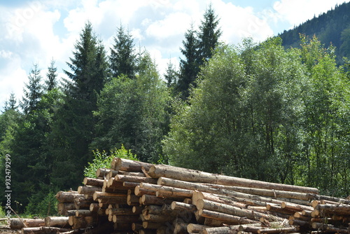 Felled trees in the sun in a mountain forest, logging