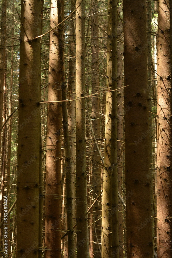 Big tall pine trees in the forest Big tall pine trees in the forest