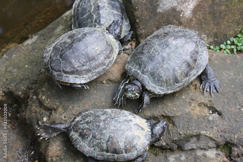 turtles sunbathing turtles sunbathing