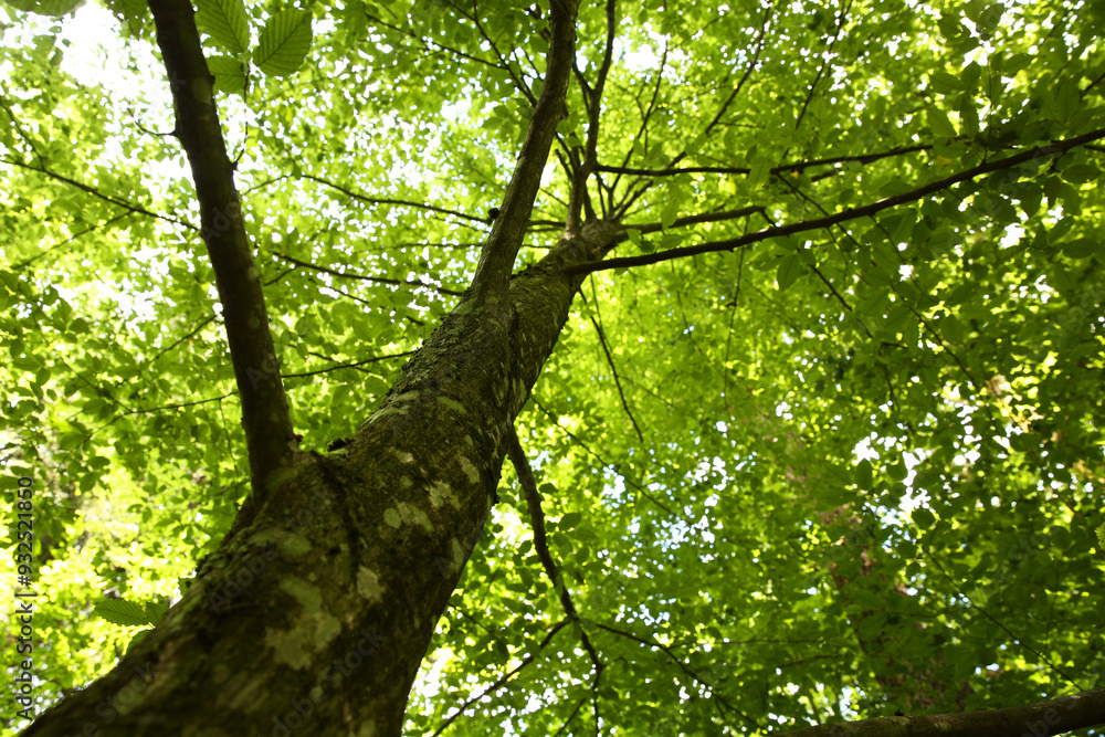 Obraz premium Beautiful green tree growing in forest, bottom view