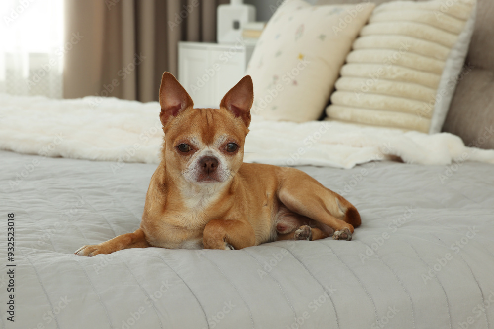 Cute Chihuahua dog on bed in room Cute Chihuahua dog on bed in room