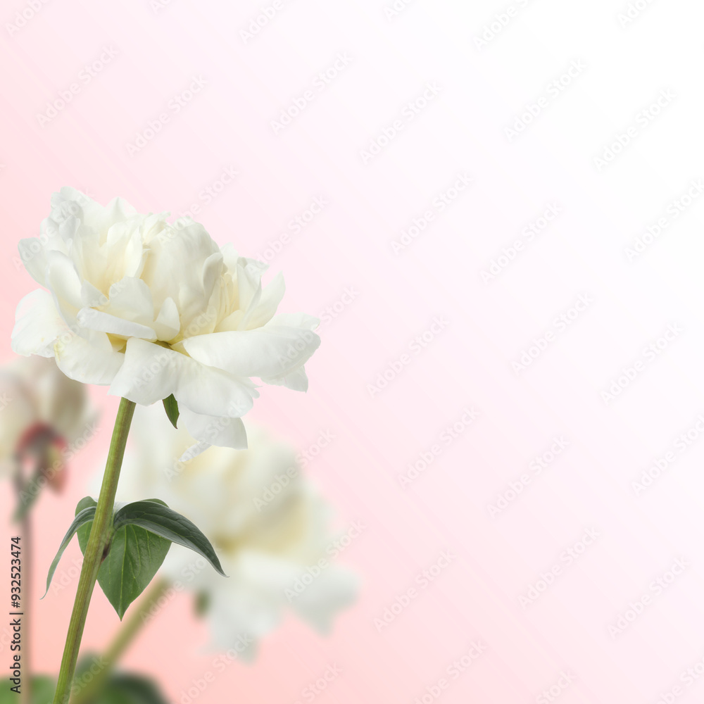Obraz premium Beautiful white peonies on pink gradient background, space for text