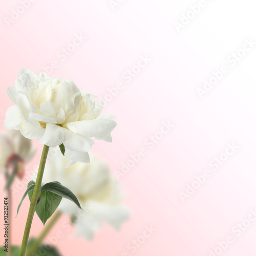 Beautiful white peonies on pink gradient background, space for text