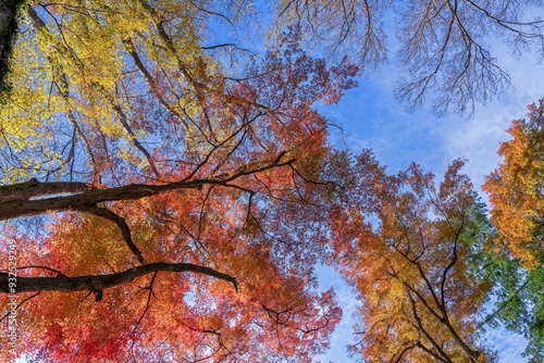 青空バックに見上げるちょうど見頃の紅葉情景