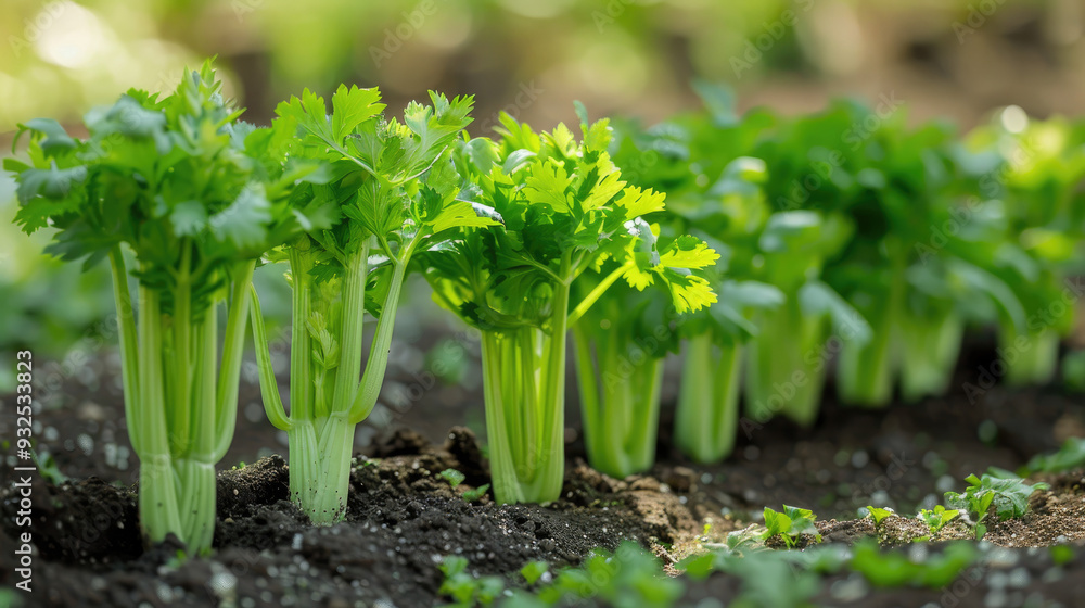 Obraz premium A row of celery plants are growing in a garden