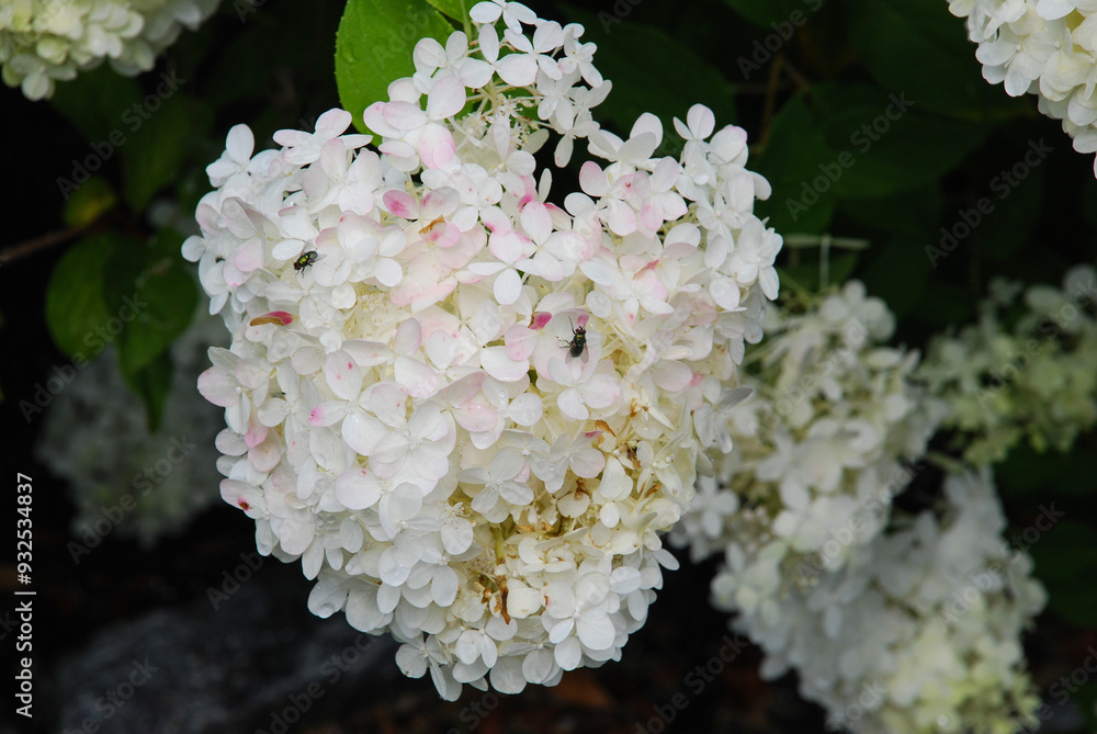 flower bushes flower bushes