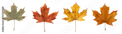 Wallpaper Mural autumn maple leaf isolated on a transparent PNG background, white background , cut out, clipping path, Generative Ai Torontodigital.ca