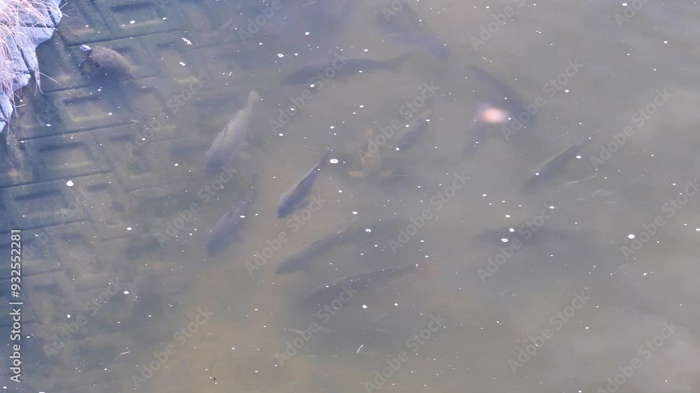 大和川を泳ぐ魚の群れ 大和川を泳ぐ魚の群れ