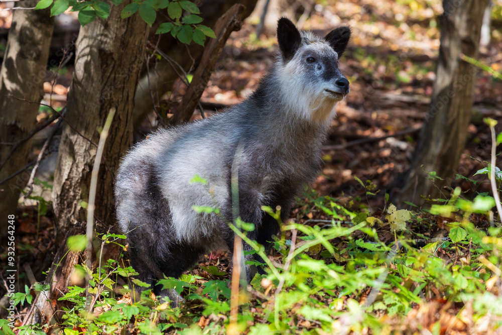 Naklejka premium 日本の固有種 ニホンカモシカ