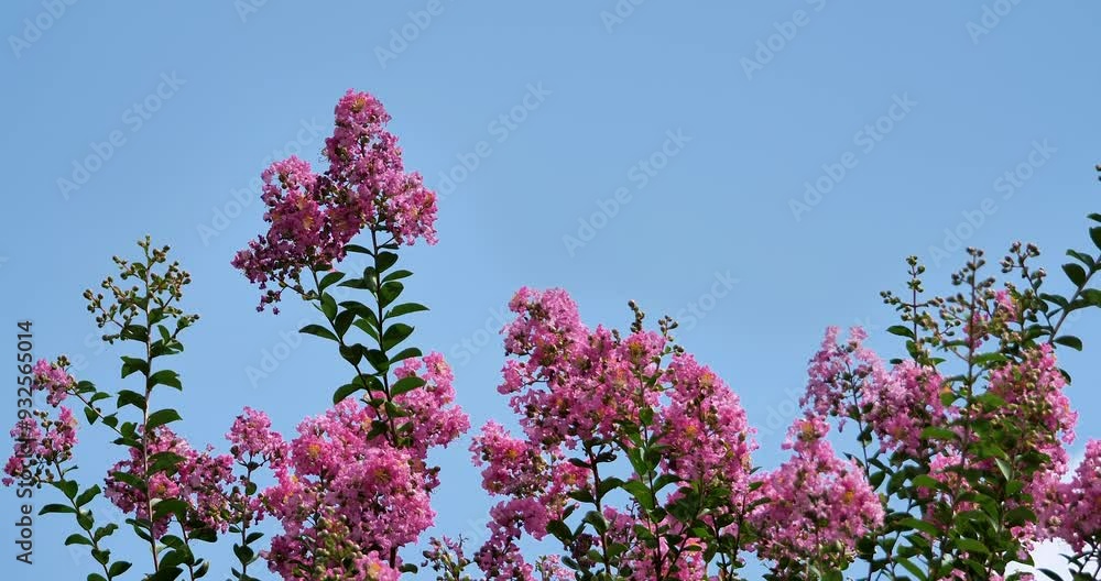 Lagerstroemia , crape myrtle flowers in the wind on blue sky Lagerstroemia , crape myrtle flowers in the wind on blue sky
