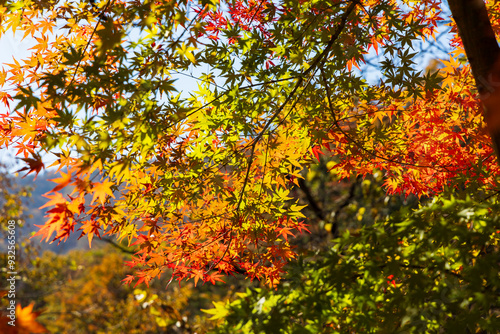 日本の風景・秋 群馬県安中市 紅葉のアプトの道