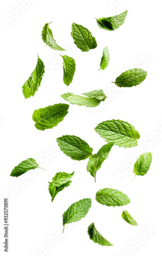 PNG Fresh mint leaves scattered on a white background