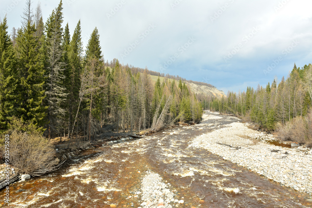 A shallow and stormy stone river with wide pebble banks flows down from the mountains through a dense coniferous forest on a cloudy day. A shallow and stormy stone river with wide pebble banks flows down from the mountains through a dense coniferous forest on a cloudy day.