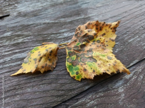 Pair of Spotted Autumn Leaves on Weathered Wooden Surface with Copy Space