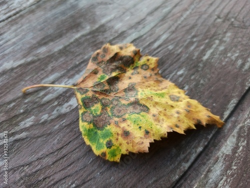 Close-up of a Dried Autumn Leaf on Wooden Surface with Copy Space