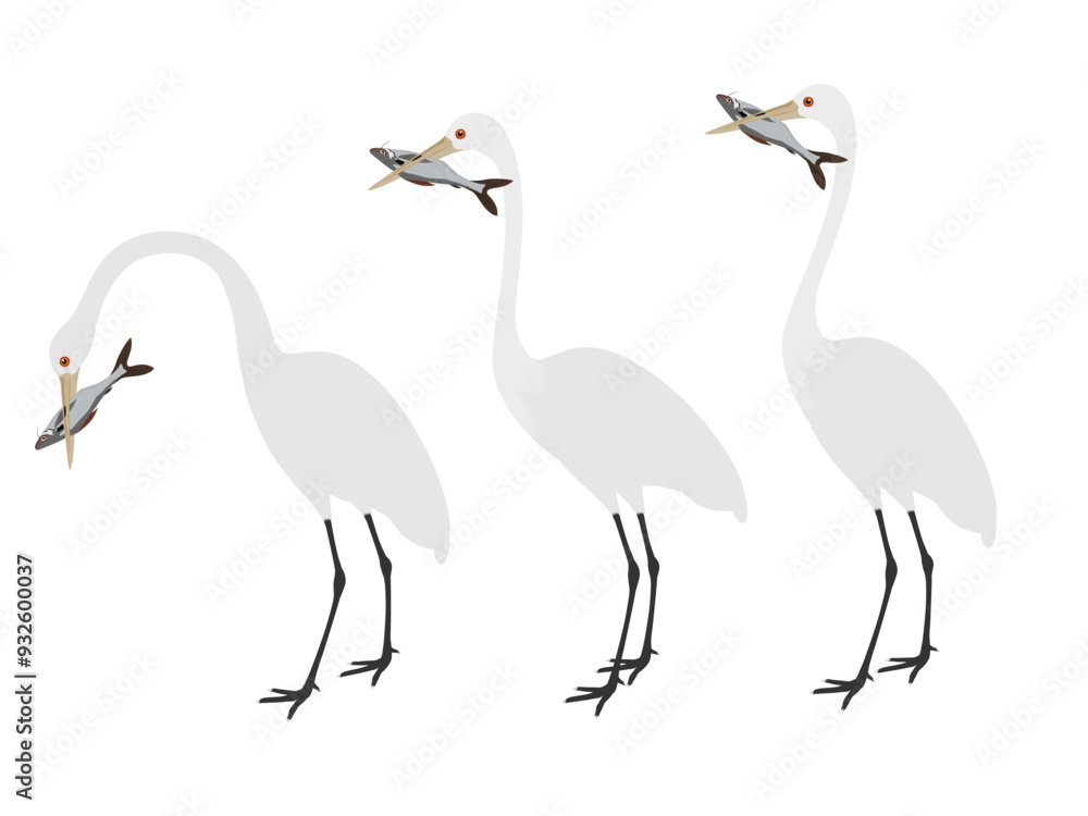 Ardea alba on a white background. Ardea alba on a white background.