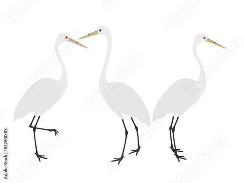 Ardea alba on a white background.