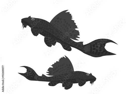 Pterygoplichthys multiradiatus on a white background.