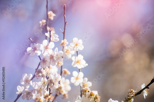 Pink Pastel flower floral soft nature blossom blurred background. Vintage retro romance plum botanical bloom spring season. Blurry Cherry blossom petals plant in beautiful garden. Backdrop template