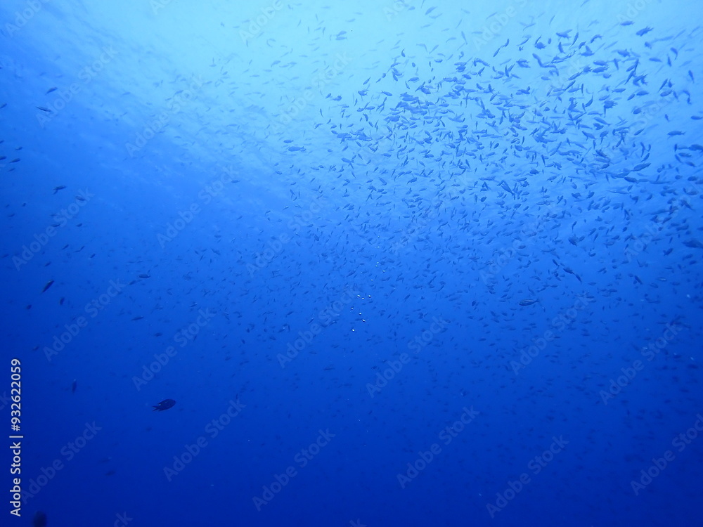 青い海の中を泳ぐ沢山の魚の群れ 青い海の中を泳ぐ沢山の魚の群れ