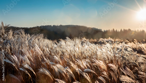 Grass field photo