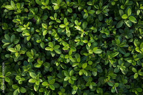 Vibrant Green Shrub in Full Bloom: A Harmonious Blend of Lush Foliage and Tiny Flowers Reflecting Nature's Elegance and Resilience