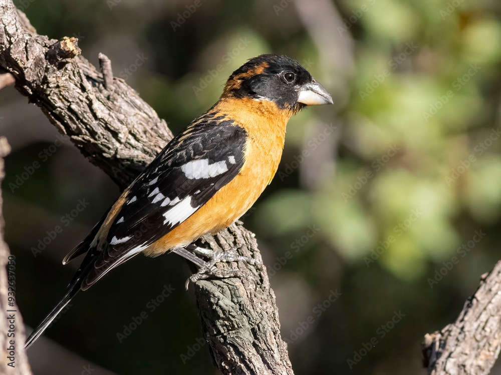 Fototapeta premium Bird in tree