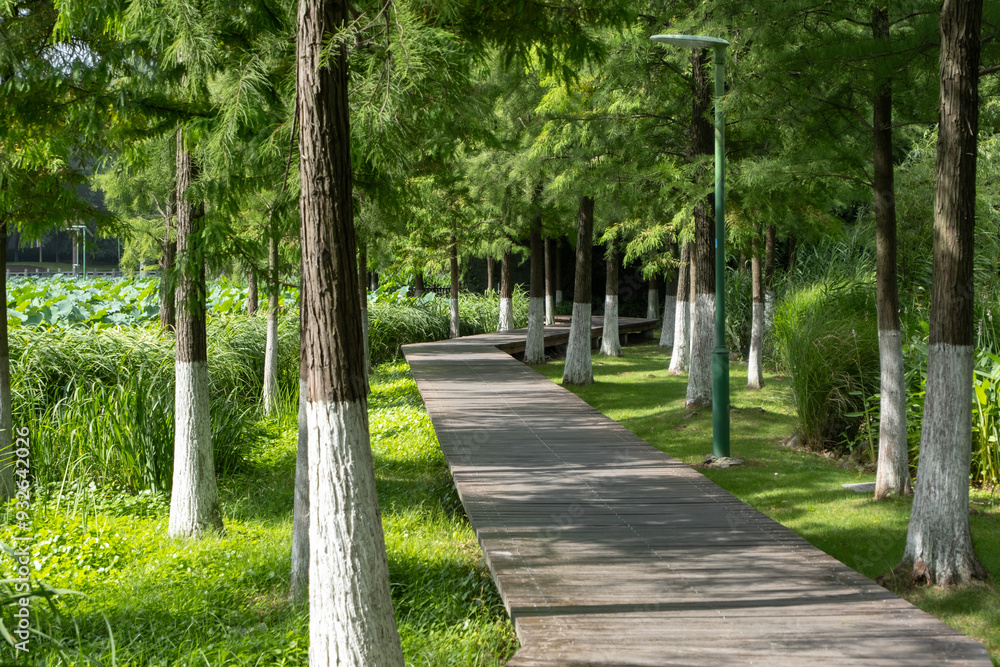 Background texture of a curved wooden walkway, footpath, or boardwalk through the lush green landscape in a public urban park with tree shade. Sun Lake Park, Ningbo China. Background texture of a curved wooden walkway, footpath, or boardwalk through the lush green landscape in a public urban park with tree shade. Sun Lake Park, Ningbo China.