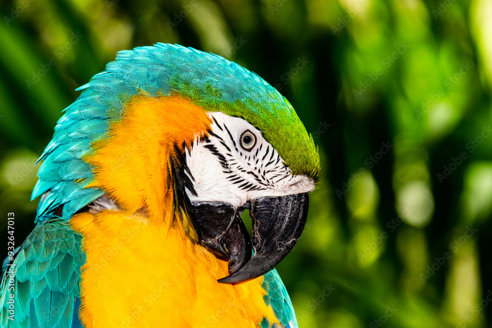 Naklejka premium The always beautiful macaw