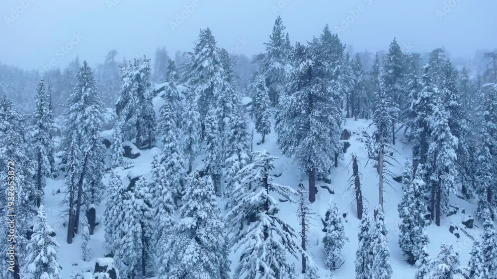 A breathtaking 4K aerial view of snowy forest with tall trees covered in thick snow, creating a serene winter wonderland scene, showcasing natures beauty in its purest form A breathtaking 4K aerial view of snowy forest with tall trees covered in thick snow, creating a serene winter wonderland scene, showcasing natures beauty in its purest form