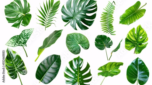 2. Collection of tropical Asian leaves, showcasing detailed veining and lush green colors, isolated on white with clipping path included