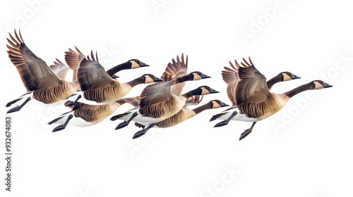 Flock of Canadian Geese in