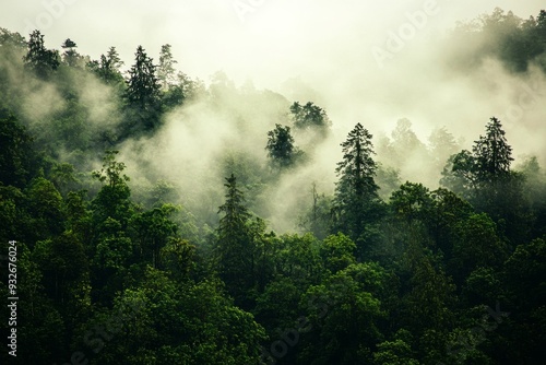 Mystical Forest Shrouded in Mist with Tall Trees and Lush Foliage, Creating an Ethereal Atmosphere