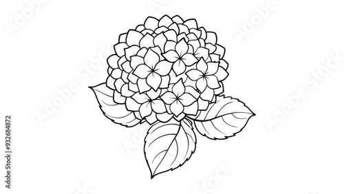 Bigleaf hydrangea  vector illustration on white background
