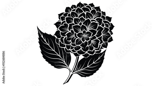 Bigleaf hydrangea  vector illustration on white background
