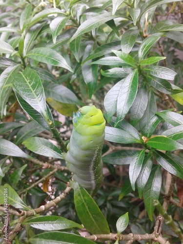 A  photograph of a caterpillar. Taken from Kalibo, Aklan, Philippines. photo