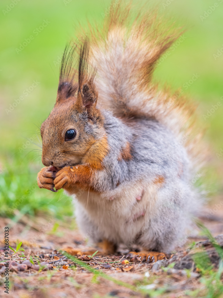 Squirrel eats a nut while sitting in green grass. Eurasian red squirrel, Sciurus vulgaris Squirrel eats a nut while sitting in green grass. Eurasian red squirrel, Sciurus vulgaris
