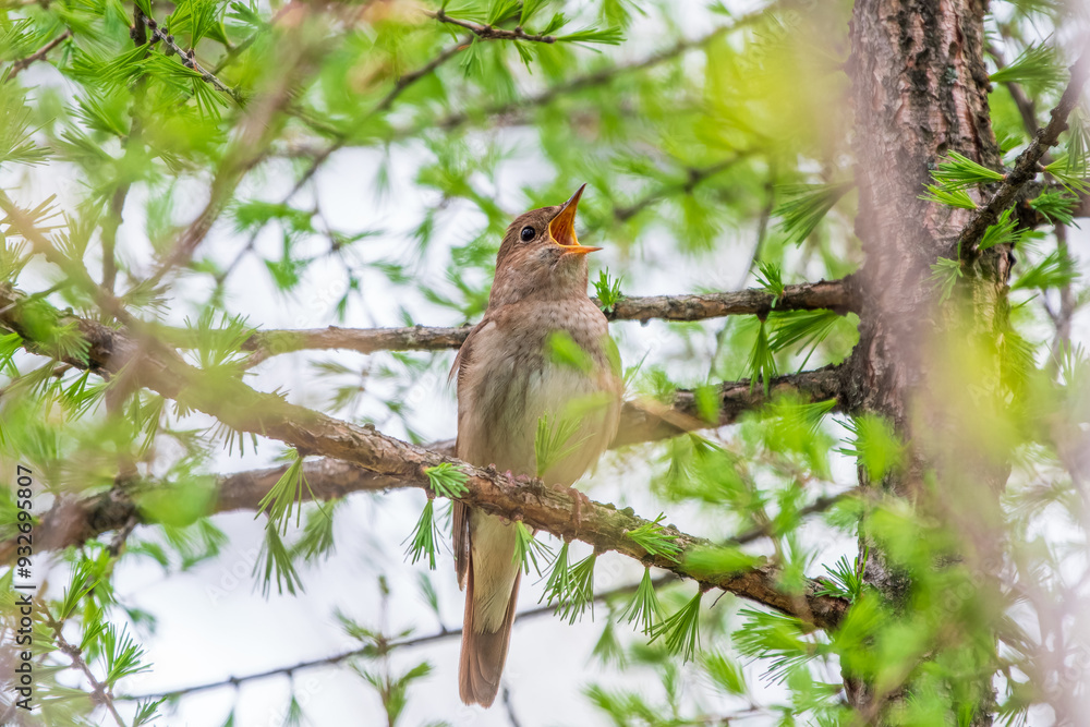 Thrush Nightingale, Luscinia luscinia. A bird sits on a tree branch and sings Thrush Nightingale, Luscinia luscinia. A bird sits on a tree branch and sings