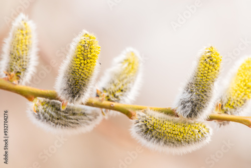 Nature awakes in spring. Blooming willow twigs and furry willow-catkins, so called seals or cats. Holly willow, Salix caprea