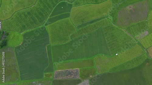 the very green rice paddies