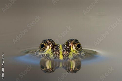 Africa, Botswana, Nxai Pan National Park, Young African Bullfrog (Pyxicephalus adspersus) lies nearly submerged in shallow pool photo