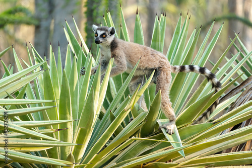 Africa, Madagascar, Anosy, Berenty Reserve. A ring-tailed lemur carefully maneuvering between the sharp spikes of the sisal plant.