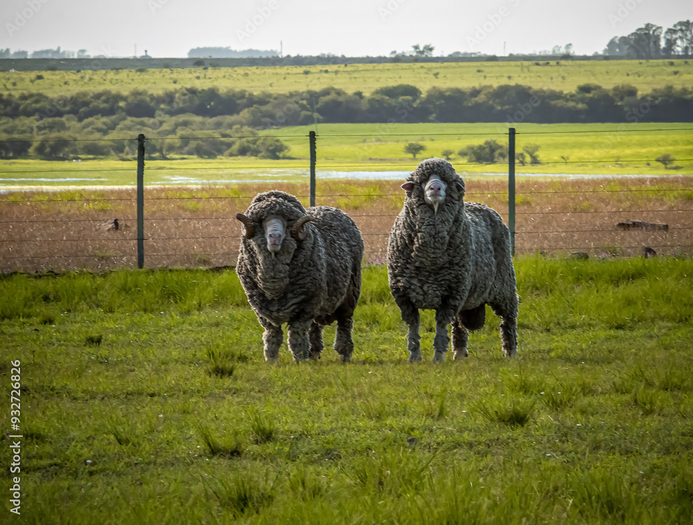 Obraz premium sheep, animal, farm, lamb, grass, agriculture, field, wool, meadow, livestock, pasture, farming, mammal, white, nature, green, spring, grazing, herd, ewe, countryside, animals, summer, rural, cute