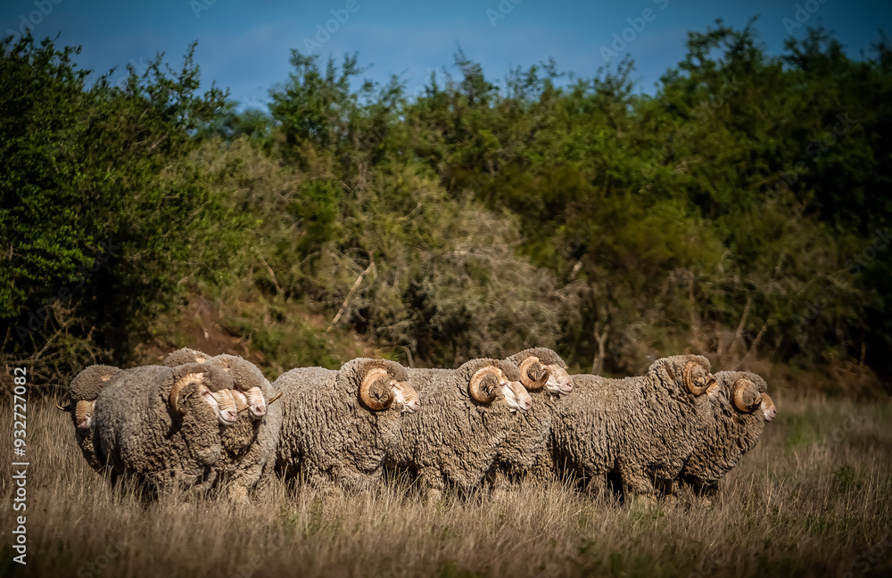 Fototapeta premium high quality auralian merino sheep on a farm
