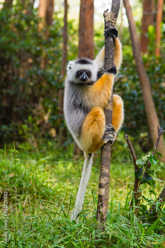 Madagascar, Andasibe, Vakona Lodge, Lemur Island. Diademed sifaka (Propithecus diadema) in a tree. photo